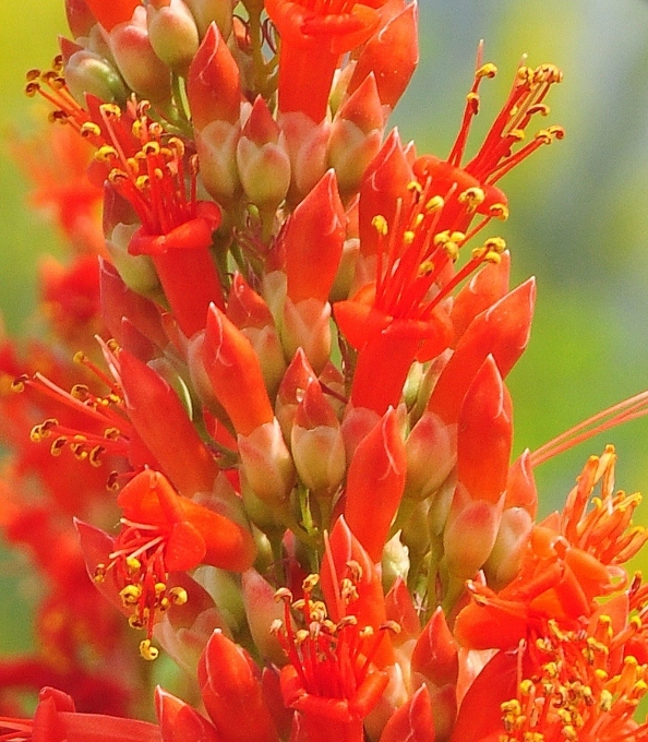 closeup of an ocotillo plant